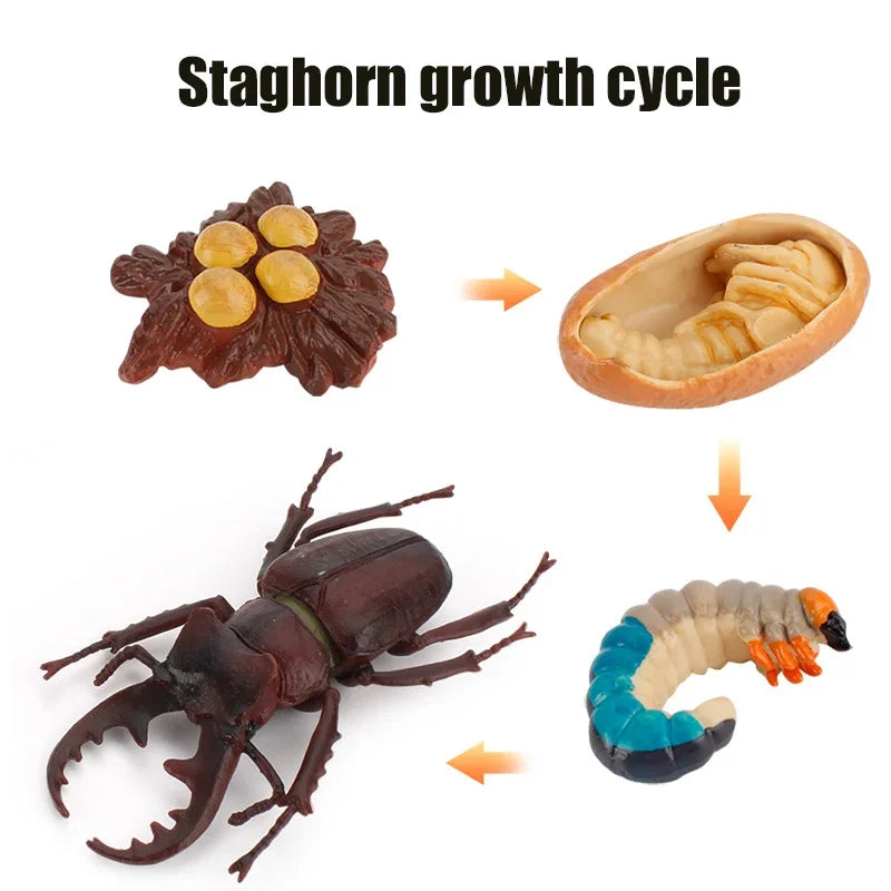 Animal Life Cycle Toy – Montessori Growth Cycle Learning Model