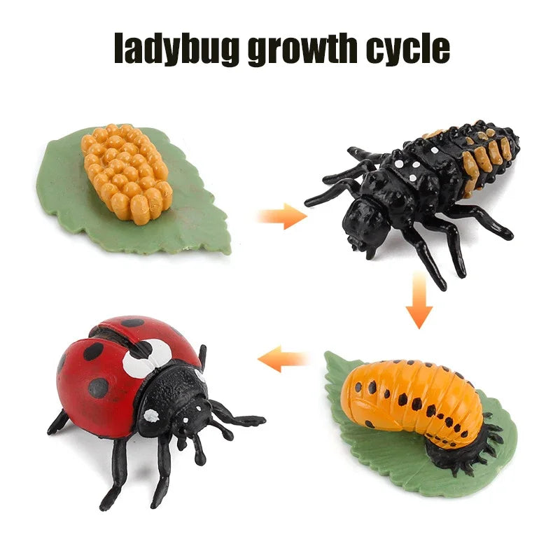 Animal Life Cycle Toy – Montessori Growth Cycle Learning Model