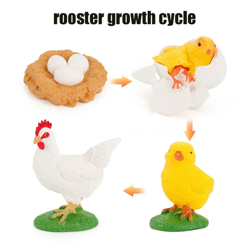 Animal Life Cycle Toy – Montessori Growth Cycle Learning Model