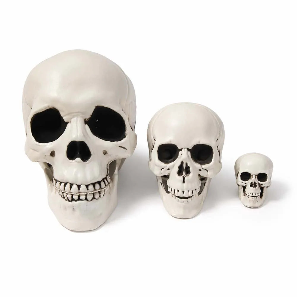 Halloween Skull Decoration – Realistic Plastic Skull Prop