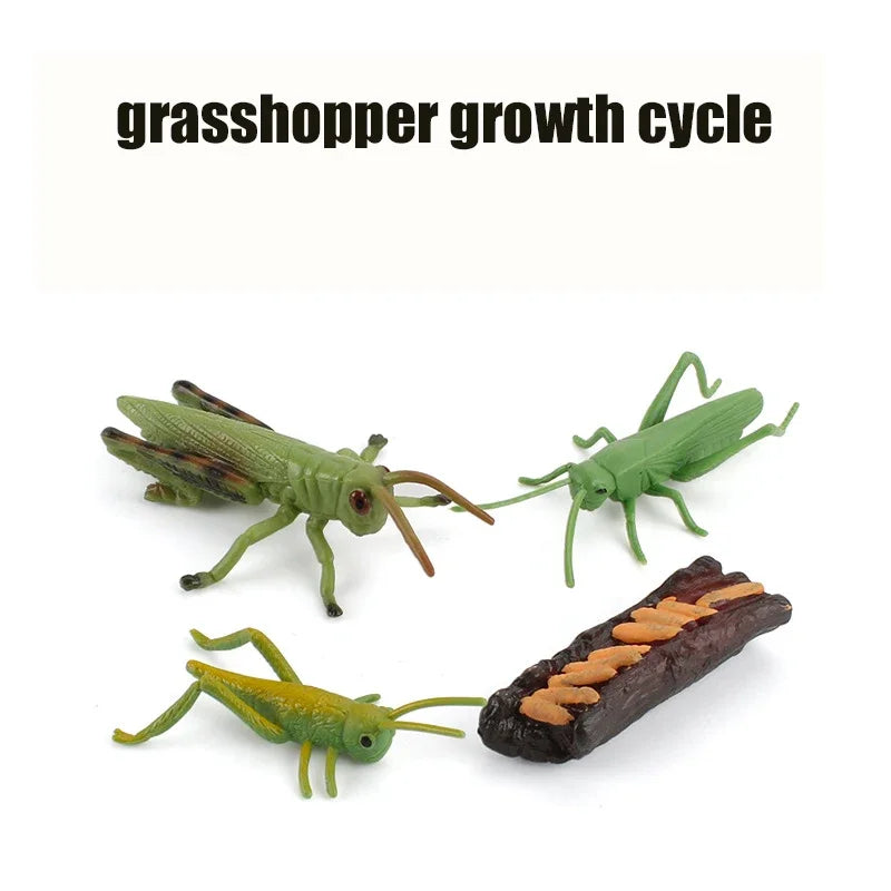 Animal Life Cycle Toy – Montessori Growth Cycle Learning Model