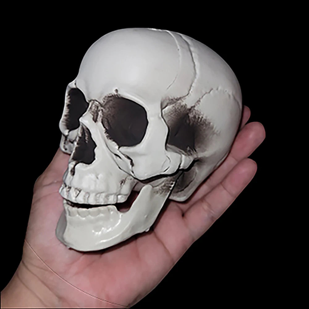 Halloween Skull Decoration – Realistic Plastic Skull Prop