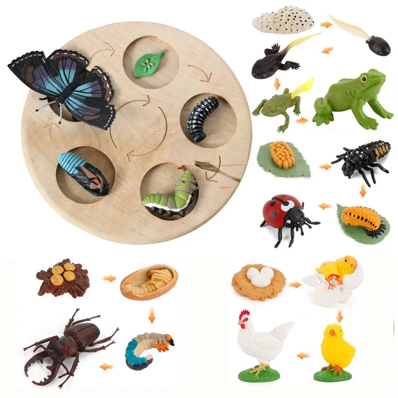 Animal Life Cycle Toy – Montessori Growth Cycle Learning Model