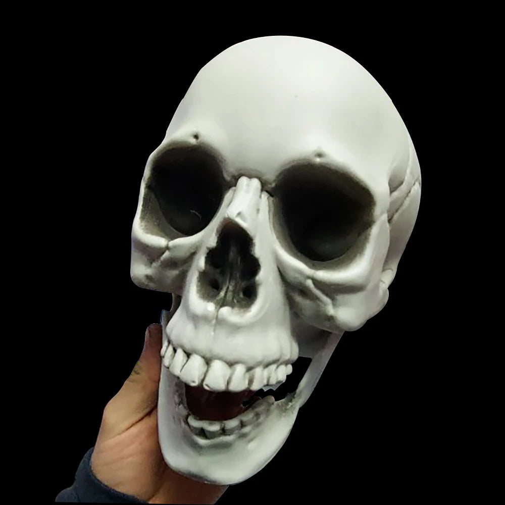 Halloween Skull Decoration – Plastic Skeleton Head Prop