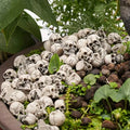 20 PCS Unique Halloween Skull Decoration Flower Pots - Mini Skull Decorations, Home Decoration Statues, Outdoor Statues, Cute Ga