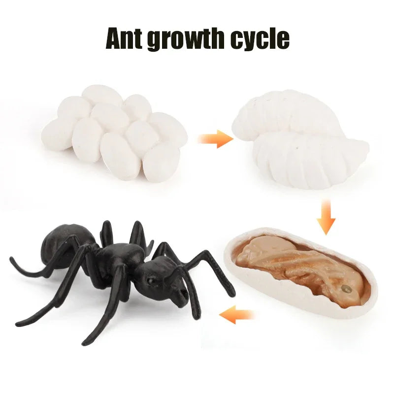Animal Life Cycle Toy – Montessori Growth Cycle Learning Model