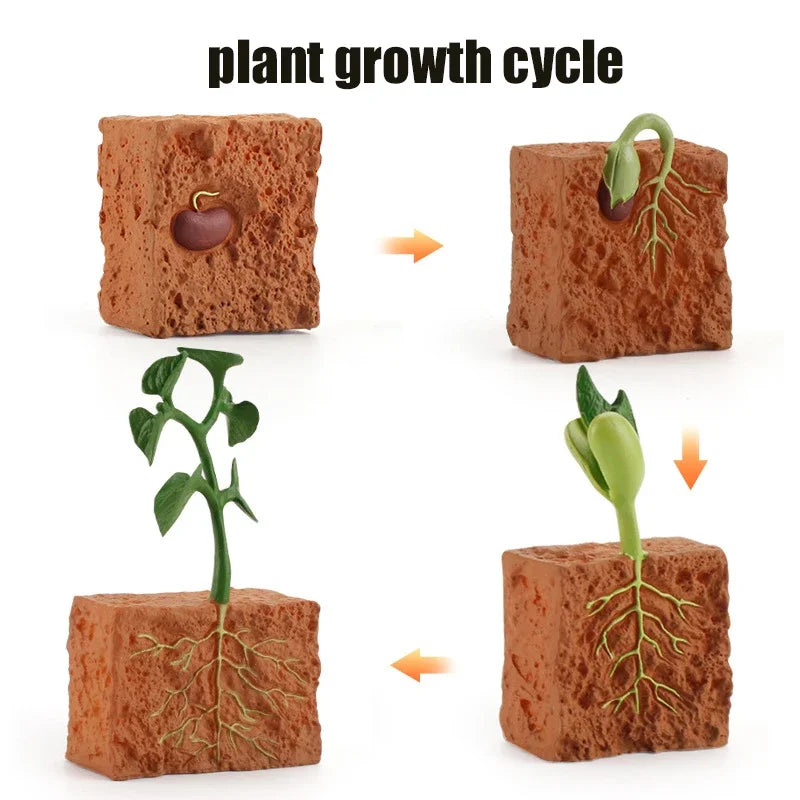 Animal Life Cycle Toy – Montessori Growth Cycle Learning Model