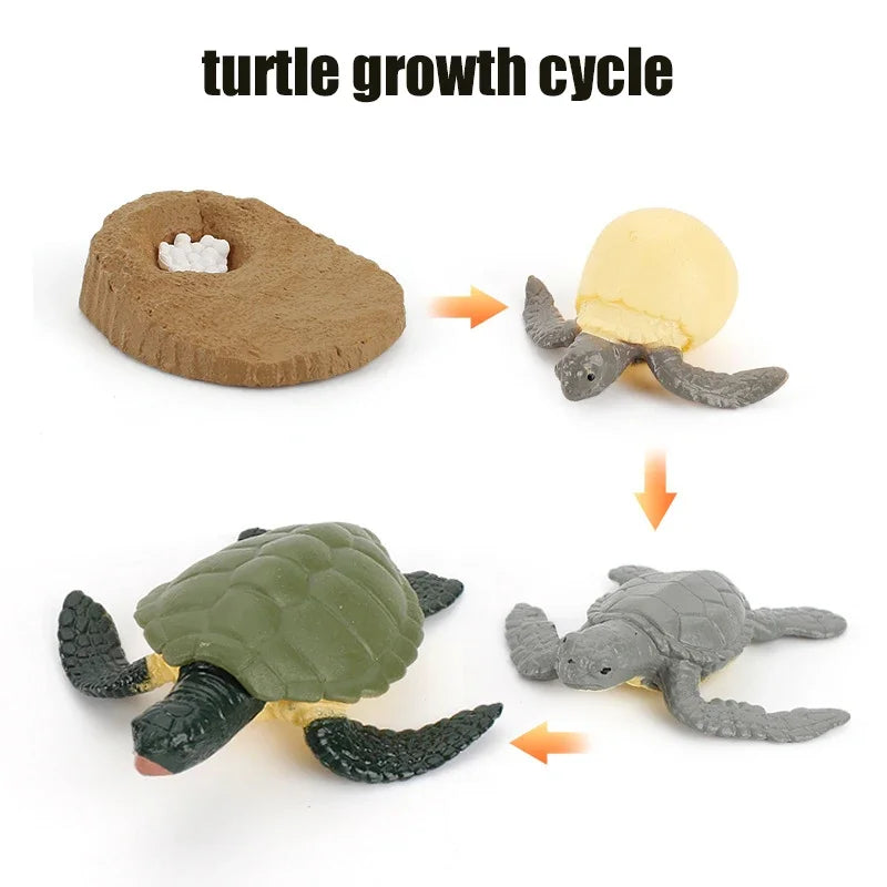 Animal Life Cycle Toy – Montessori Growth Cycle Learning Model