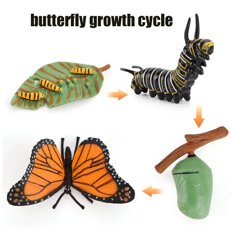 Animal Life Cycle Toy – Montessori Growth Cycle Learning Model