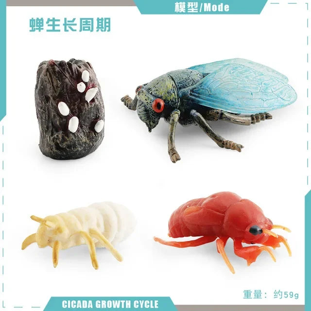 Animal Life Cycle Toy – Montessori Growth Cycle Learning Model