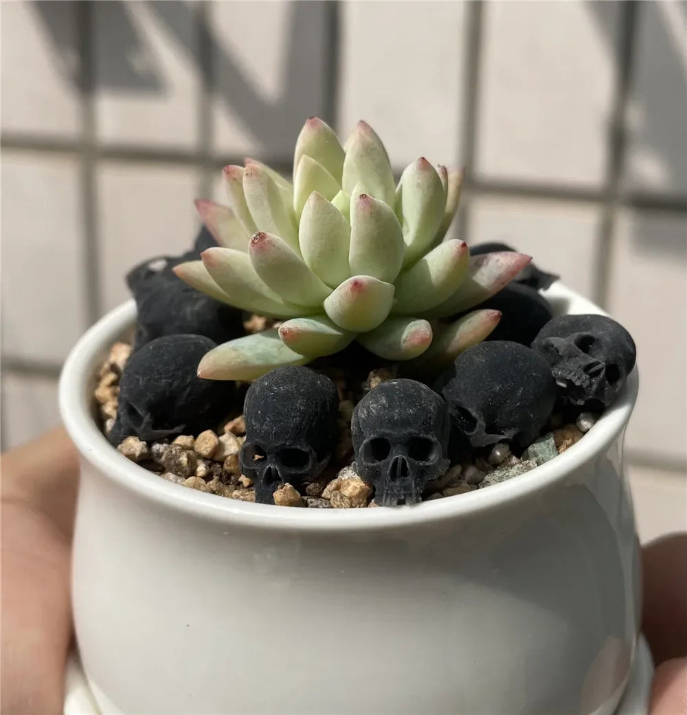 Miniature Skull – Tiny Halloween Decor Model