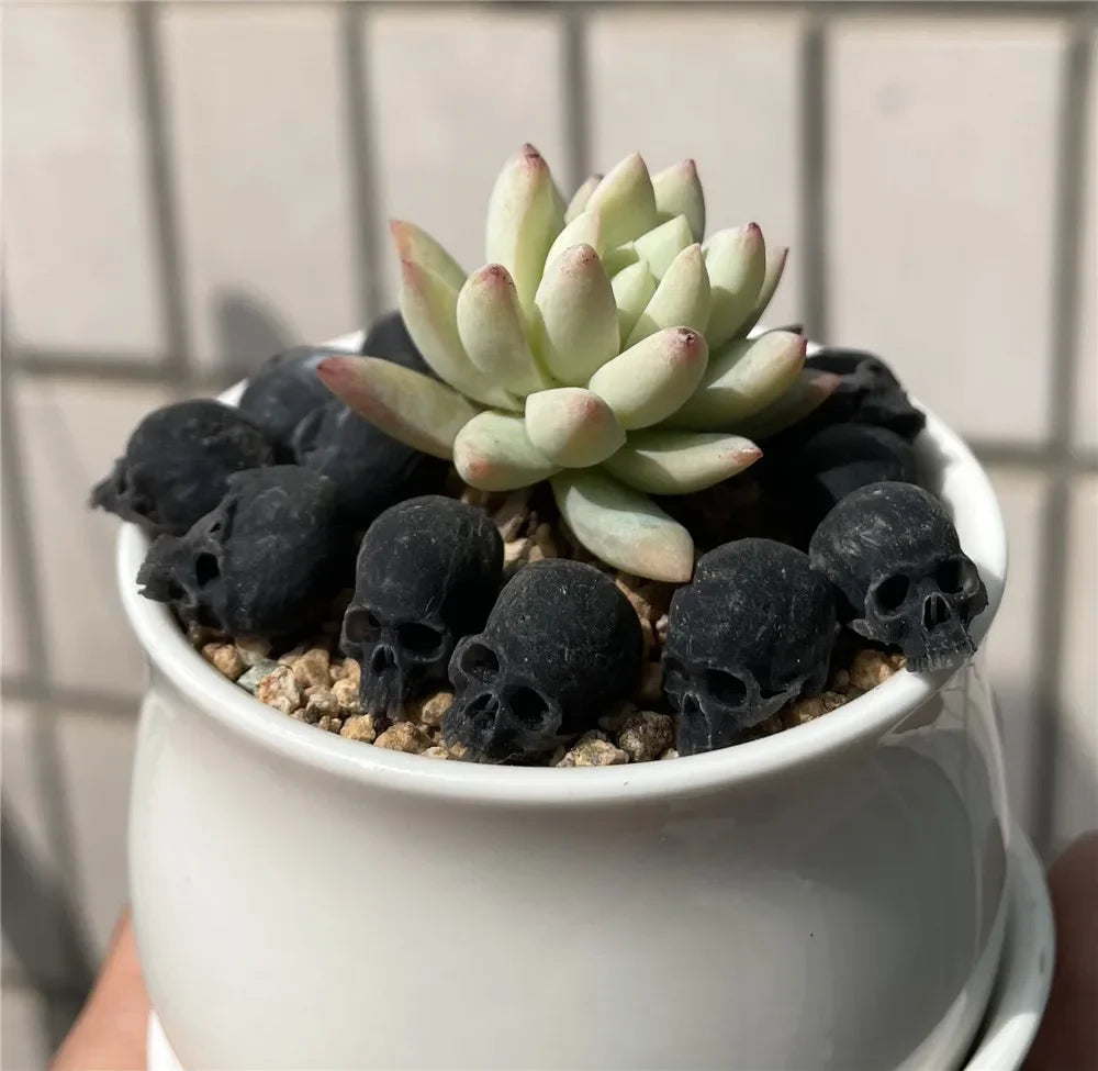 Miniature Skull – Tiny Halloween Decor Model