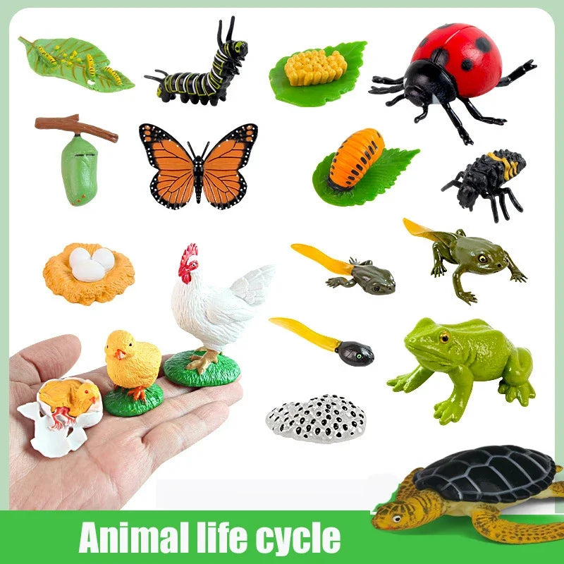 Animal Life Cycle Toy – Montessori Growth Cycle Learning Model