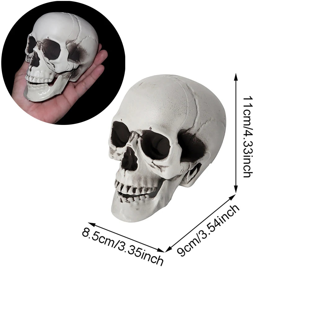 Halloween Skull Decoration – Realistic Plastic Skull Prop