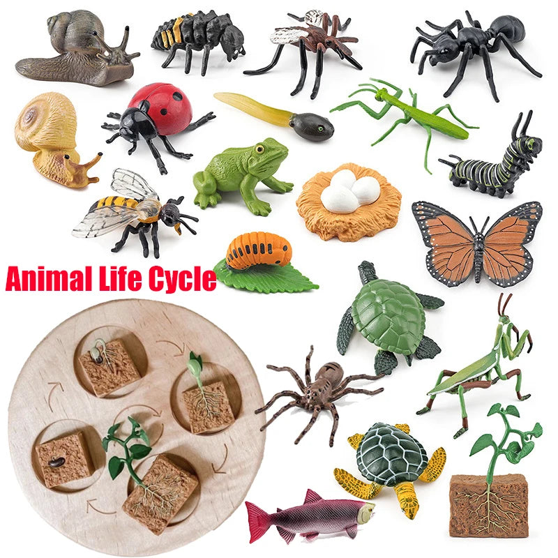 Animal Life Cycle Toy – Montessori Growth Cycle Learning Model