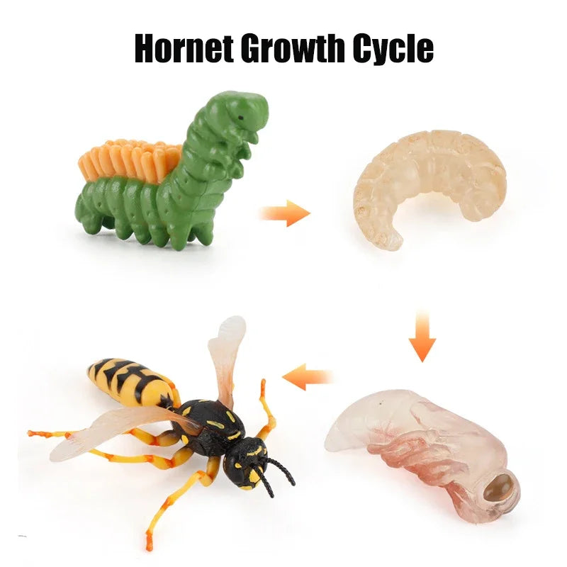 Animal Life Cycle Toy – Montessori Growth Cycle Learning Model