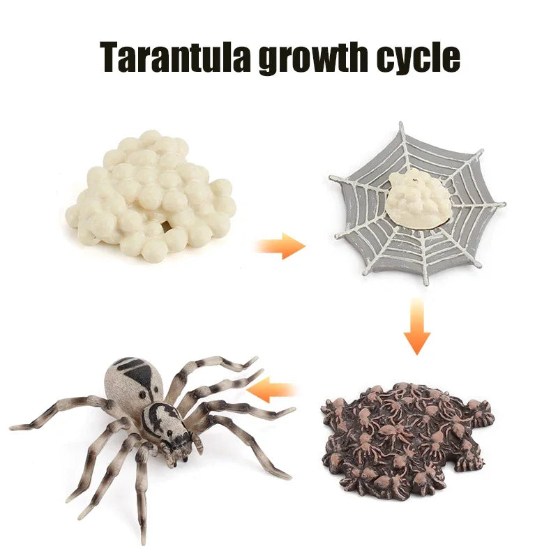 Animal Life Cycle Toy – Montessori Growth Cycle Learning Model