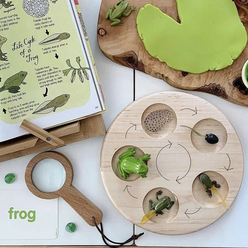 Animal Life Cycle Toy – Montessori Growth Cycle Learning Model