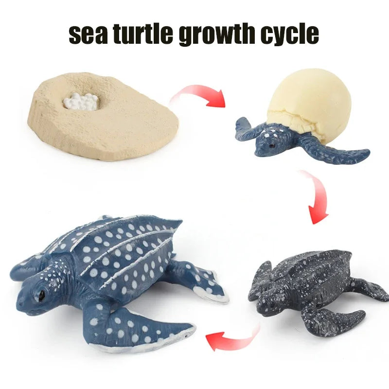 Animal Life Cycle Toy – Montessori Growth Cycle Learning Model
