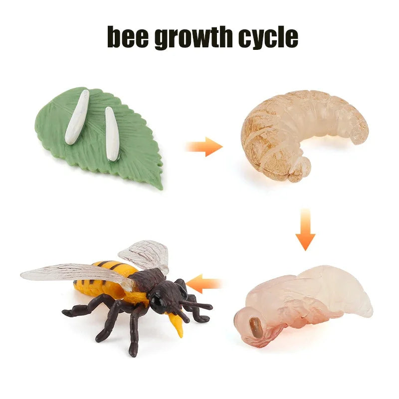 Animal Life Cycle Toy – Montessori Growth Cycle Learning Model