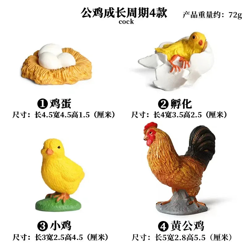 Animal Life Cycle Toy – Montessori Growth Cycle Learning Model
