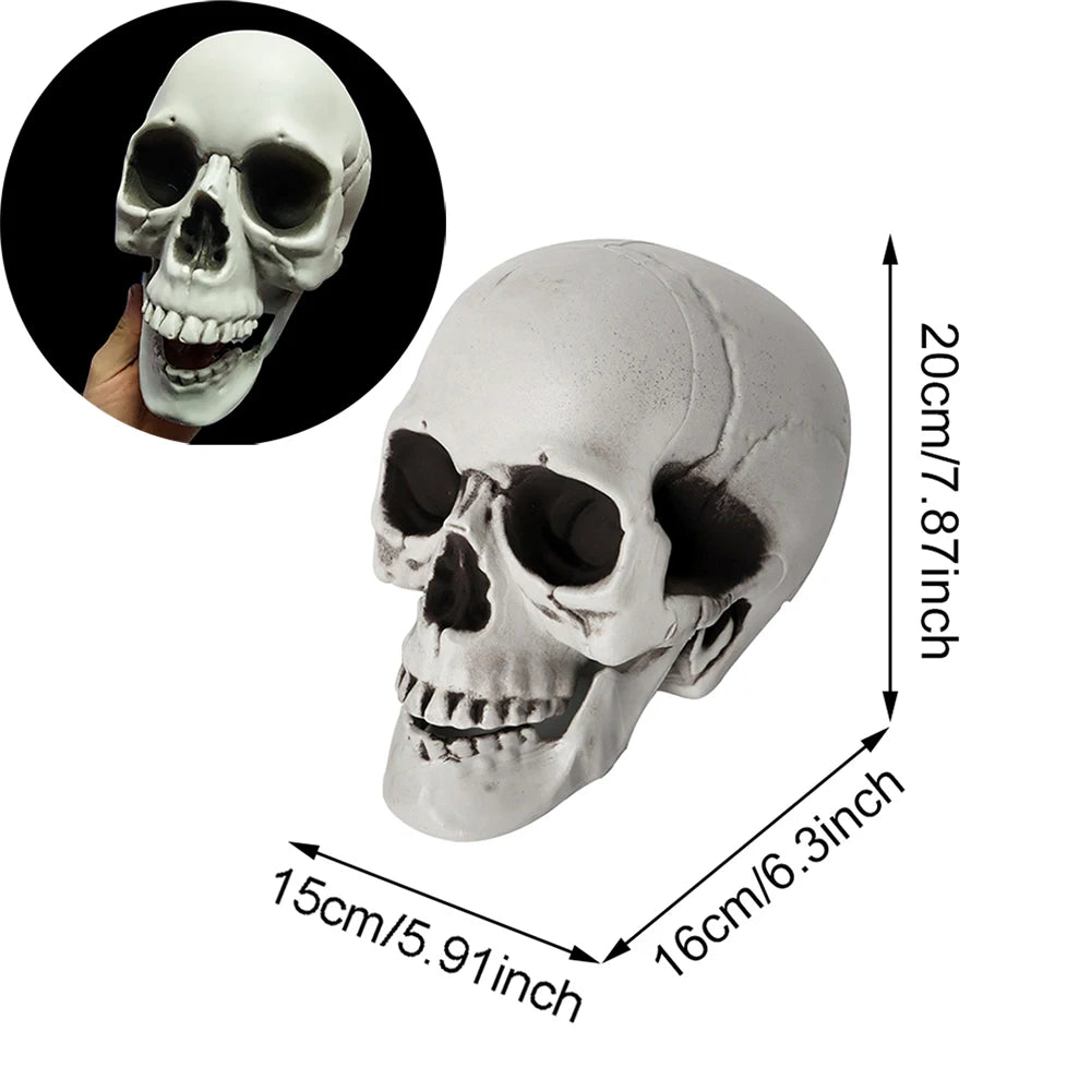 Halloween Skull Decoration – Realistic Plastic Skull Prop