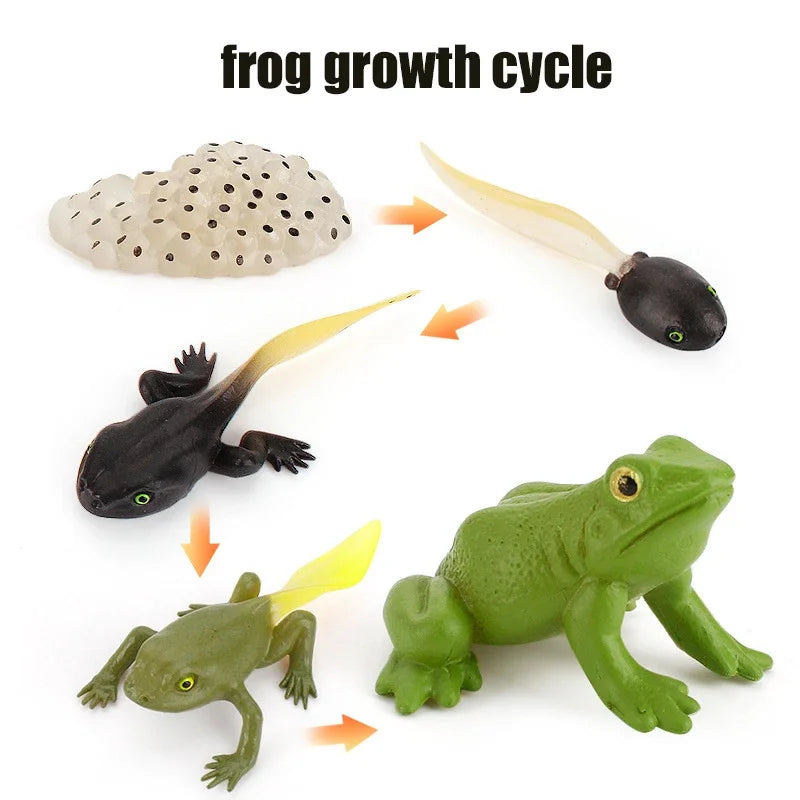 Animal Life Cycle Toy – Montessori Growth Cycle Learning Model