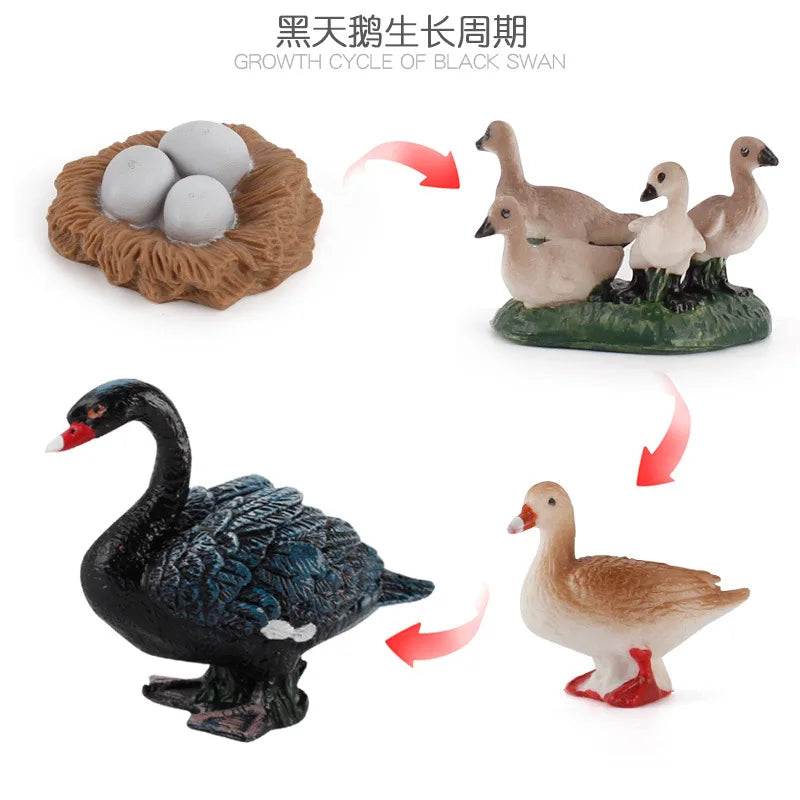 Animal Life Cycle Toy – Montessori Growth Cycle Learning Model