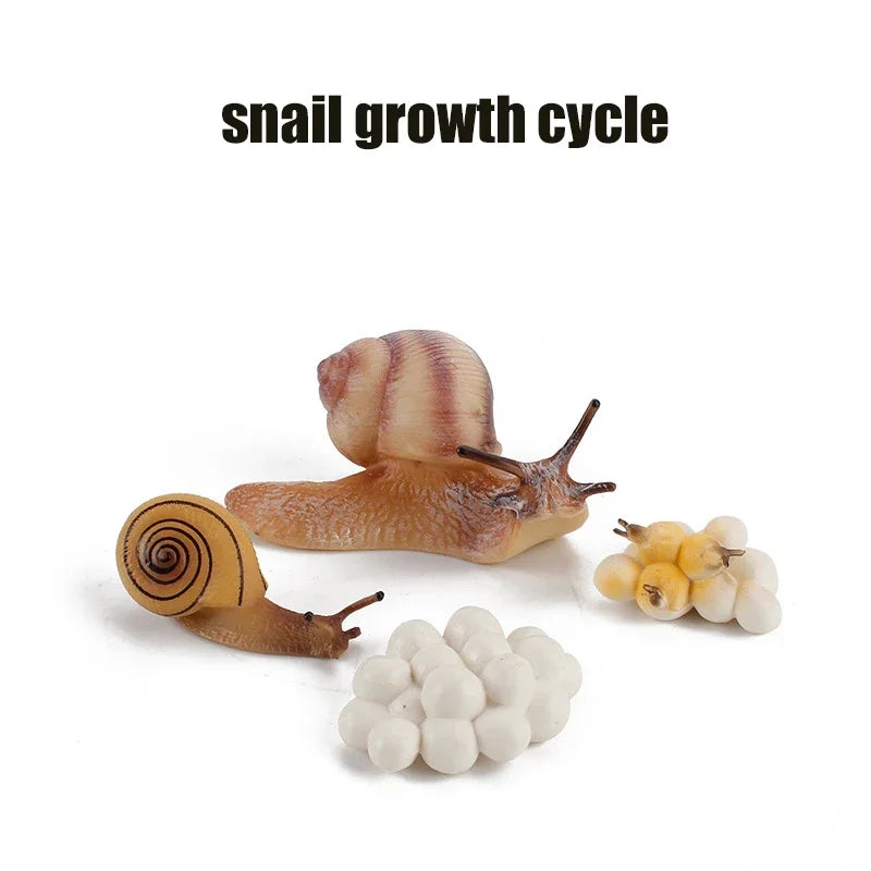 Animal Life Cycle Toy – Montessori Growth Cycle Learning Model