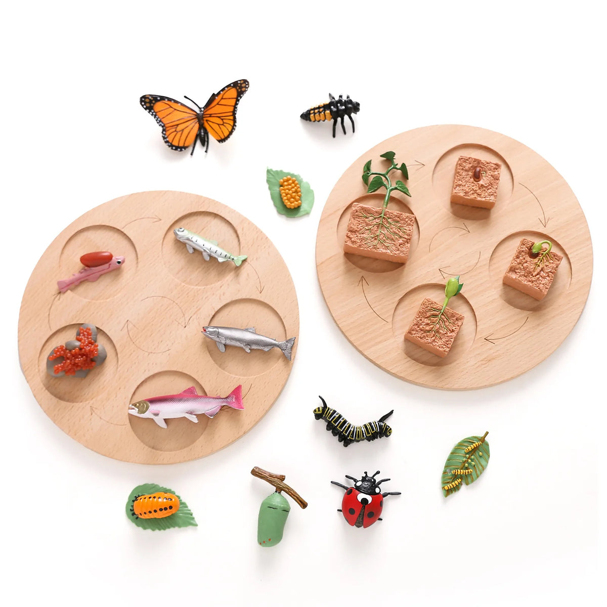 Animal Life Cycle Toy – Montessori Growth Cycle Learning Model