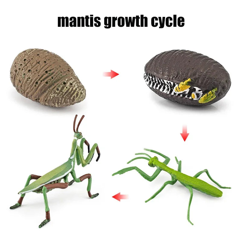 Animal Life Cycle Toy – Montessori Growth Cycle Learning Model
