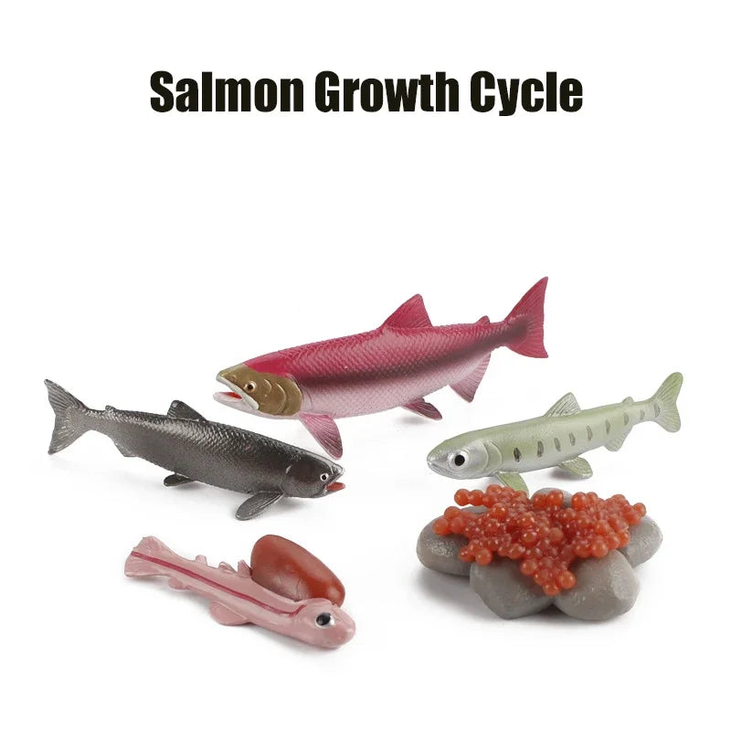 Animal Life Cycle Toy – Montessori Growth Cycle Learning Model