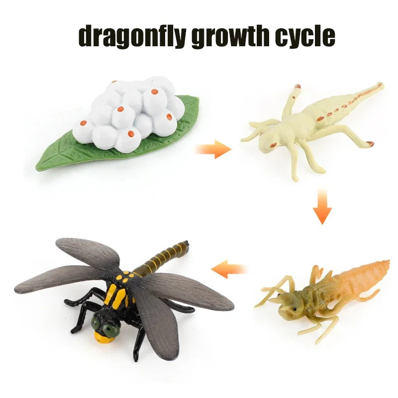 Animal Life Cycle Toy – Montessori Growth Cycle Learning Model