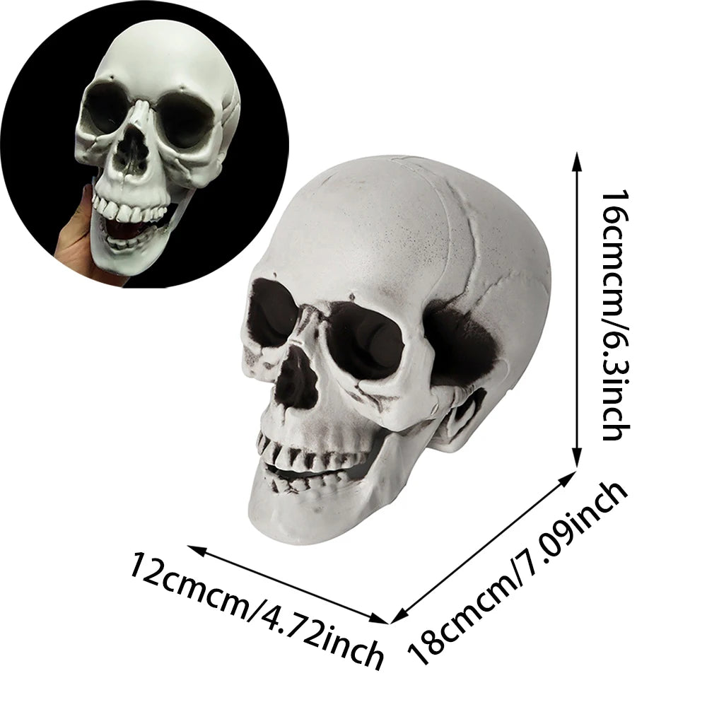 Halloween Skull Decoration – Realistic Plastic Skull Prop