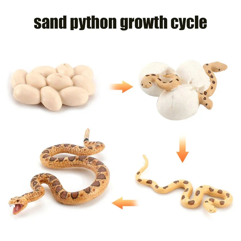 Animal Life Cycle Toy – Montessori Growth Cycle Learning Model